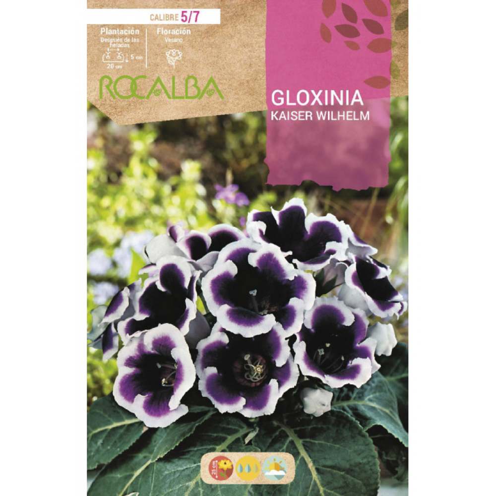 S.BOLBO RO.GAVETA GLOXINIAS AZUL - BUGX2990