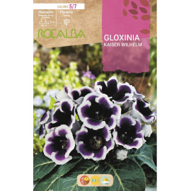 S.BOLBO RO.GAVETA GLOXINIAS AZUL - BUGX2990