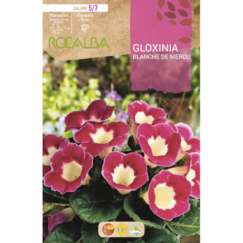 S.BOLBO RO.GAVETA GLOXINIAS ROSA - BUGX2995