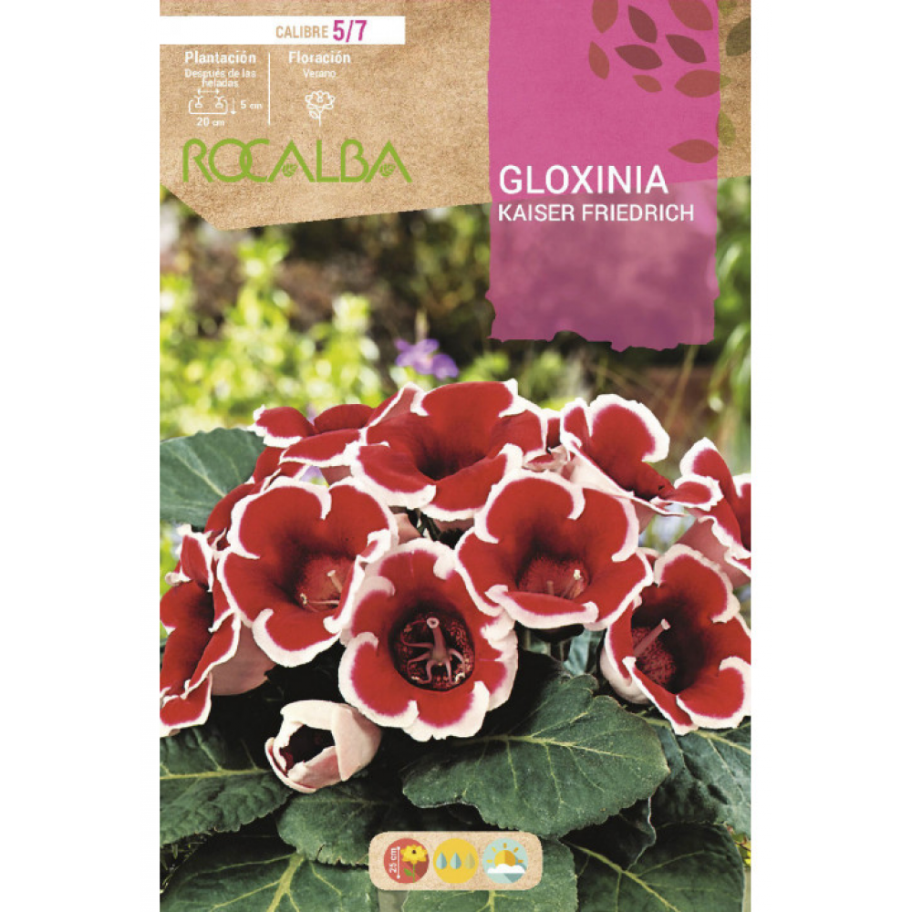 S.BOLBO RO.GAVETA GLOXINIAS ROJO - BUGX3000