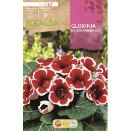 S.BOLBO RO.GAVETA GLOXINIAS ROJO - BUGX3000