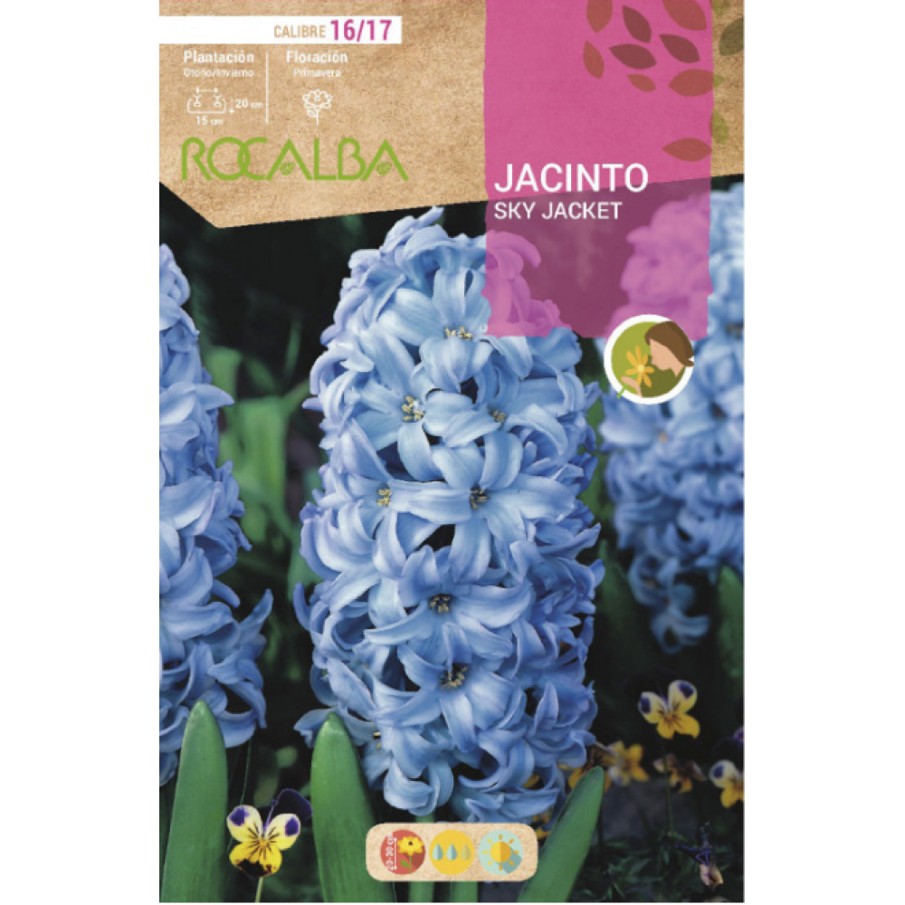 S.BOLBO RO.GAVETA 40 JACINTOS JUMBO MISTURA DE CORE -BUJJ0670