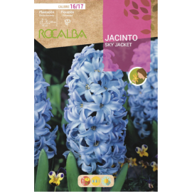 S.BOLBO RO.GAVETA 40 JACINTOS JUMBO MISTURA DE CORE -BUJJ0670