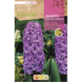S.BOLBO RO.GAVETA 50 JACINTOS SPLENDID CORNELIA PURPURA-BUJN0595