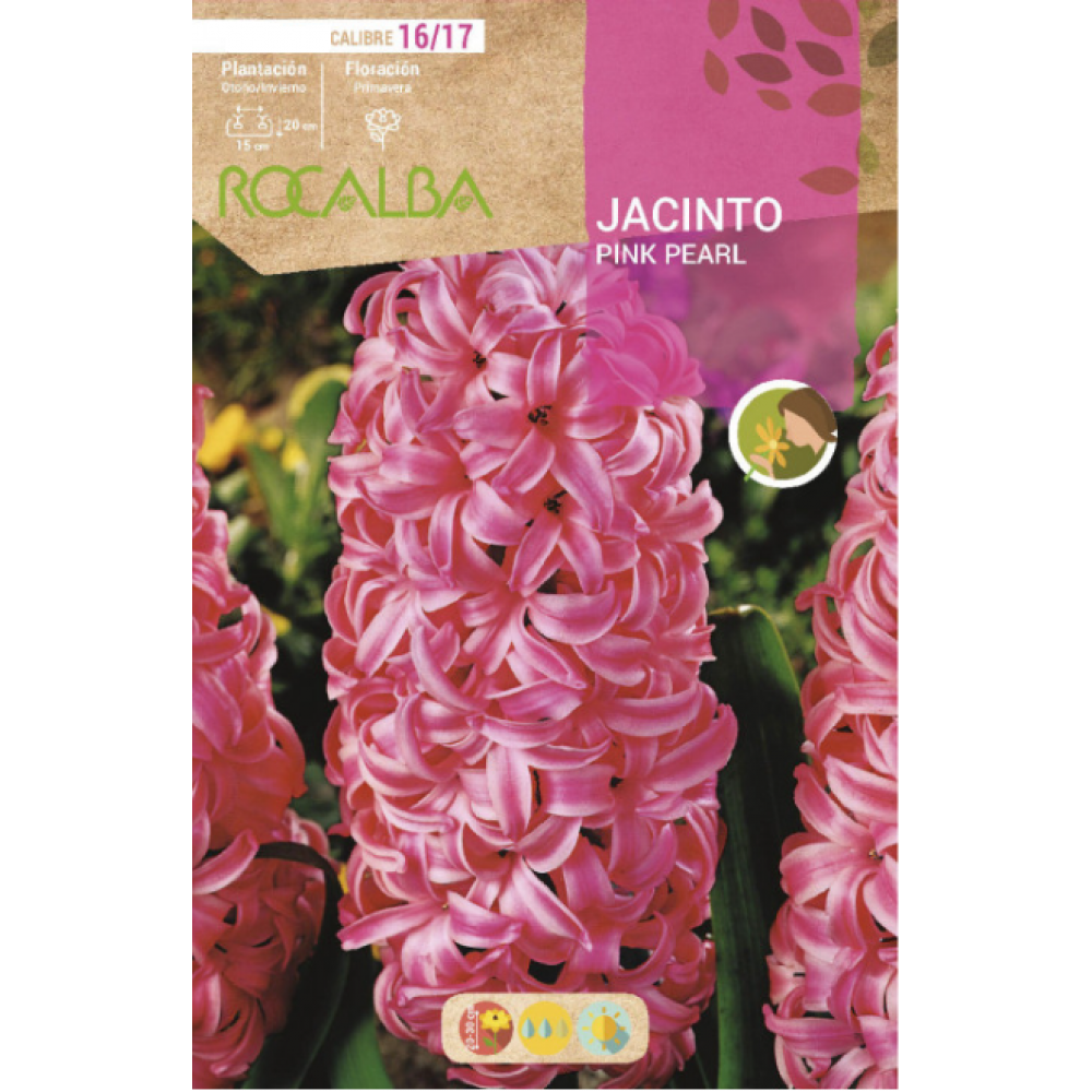S.BOLBO RO.GAVETA 50 JACINTOS PINK PEARL VERMELHO CLARO-BUJN0600