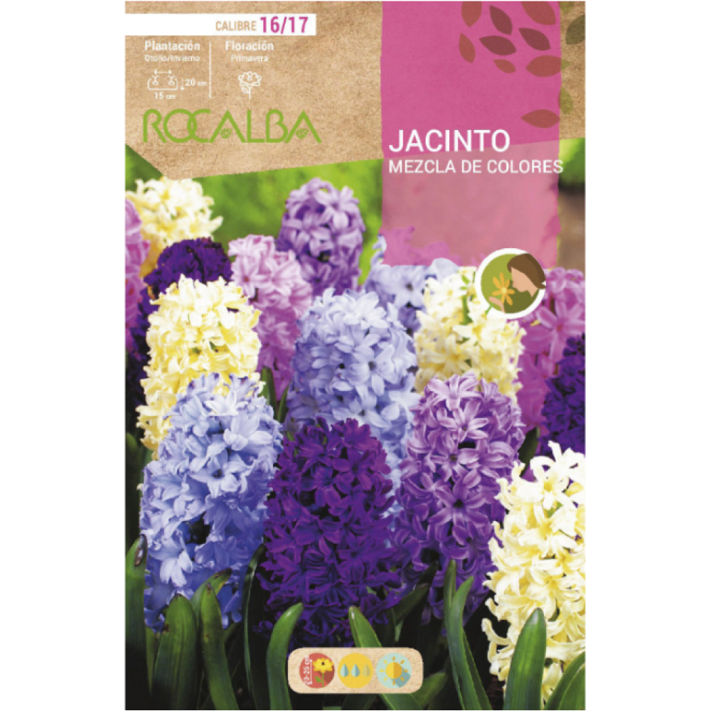 S.BOLBO RO.GAVETA 50 JACINTOS MISTURA DE CORES-BUJN0615