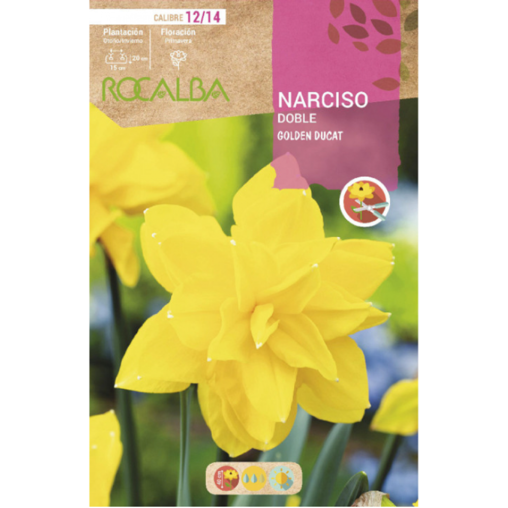 S.BOLBO RO.GAVETA 60 NARCISOS DOBRADO DOBLE G.DUCAT -BUND0710