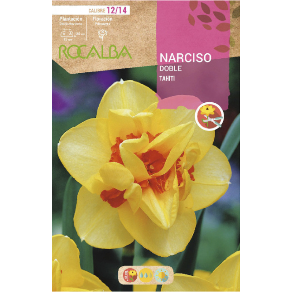 S.BOLBO RO.GAVETA 60 NARCISOS DOBRADOS TAHITI -BUND0720