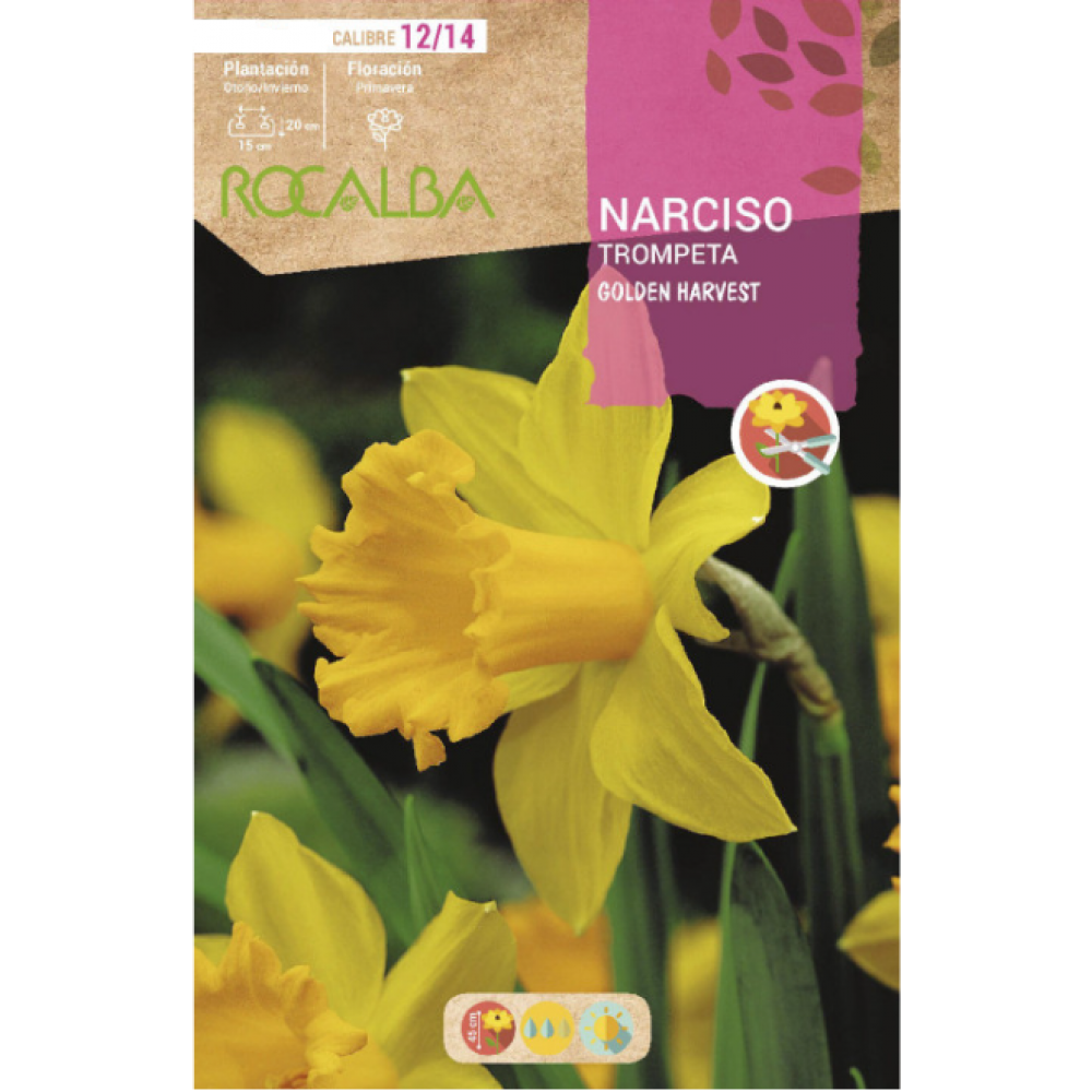 S.BOLBO RO.GAVETA 60 NARCISOS TROMPETA GOLDEN HARVEST -BUNT0755