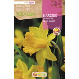 S.BOLBO RO.GAVETA 60 NARCISOS TROMPETA GOLDEN HARVEST -BUNT0755
