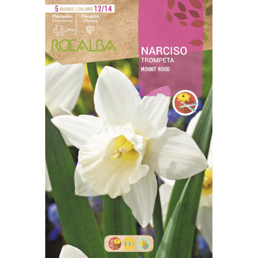 S.BOLBO RO.GAVETA 60 NARCISOS TROMPETA MOUNT HOOD  -BUNT0760
