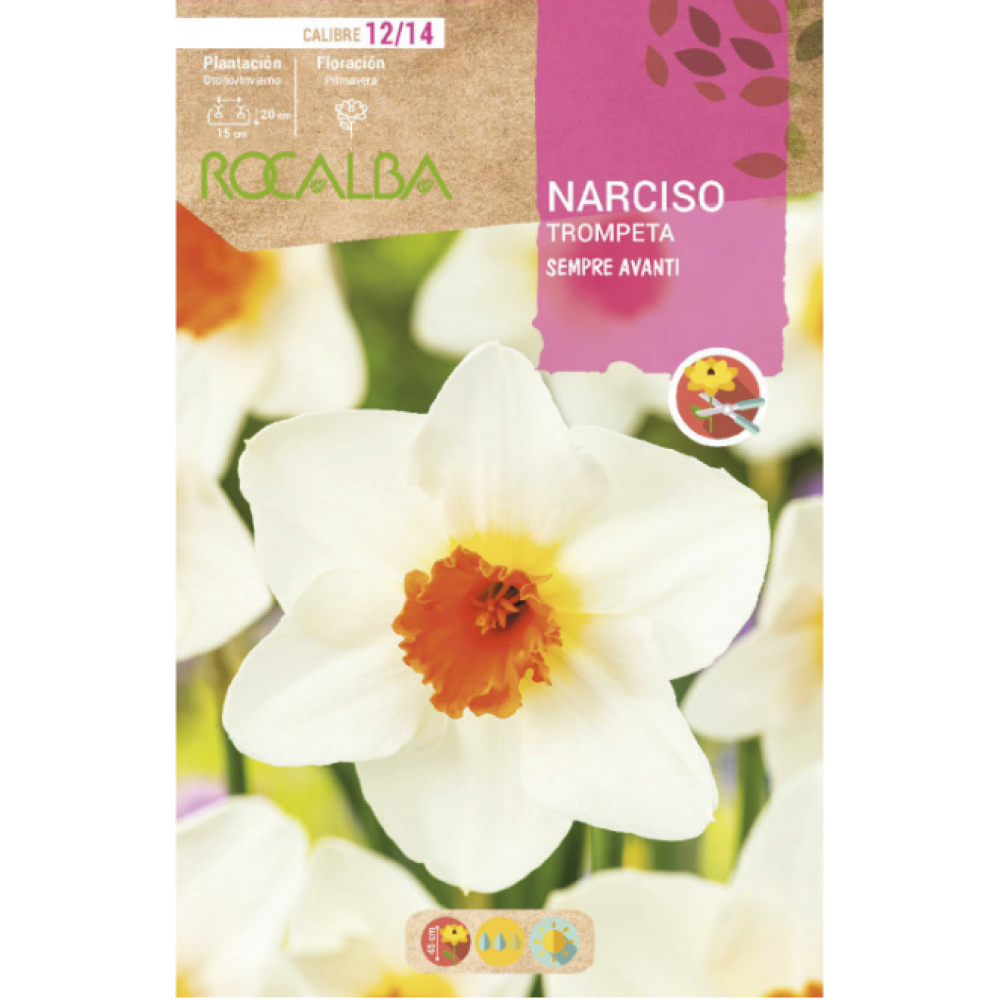 S.BOLBO RO.GAVETA 60 NARCISOS TROMPETA SEMPRE AVANTI-BUNT0775