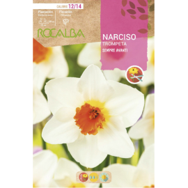 S.BOLBO RO.GAVETA 60 NARCISOS TROMPETA SEMPRE AVANTI-BUNT0775