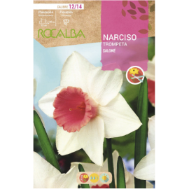 S.BOLBO RO.GAVETA 60 NARCISOS TROMPETA SALOME-BUNT0795