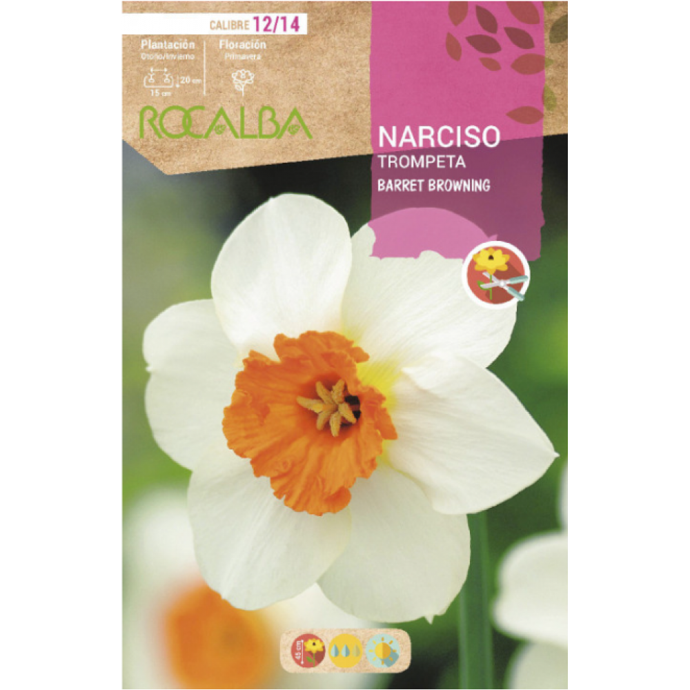 S.BOLBO RO.GAVETA 60  NARCISOS TROMPETA BARRET BROWNING -BUNT0810