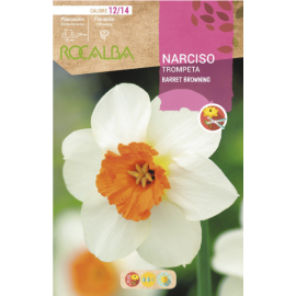 S.BOLBO RO.GAVETA 60  NARCISOS TROMPETA BARRET BROWNING -BUNT0810