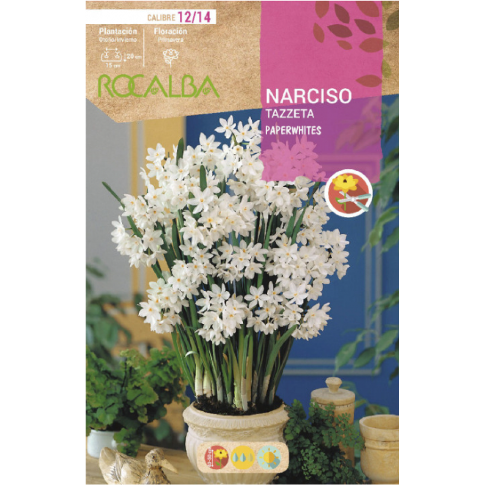 S.BOLBO RO.GAVETA 60 NARCISOS TAZZETA PAPERWHITES-BUNZ0845