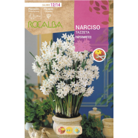 S.BOLBO RO.GAVETA 60 NARCISOS TAZZETA PAPERWHITES-BUNZ0845