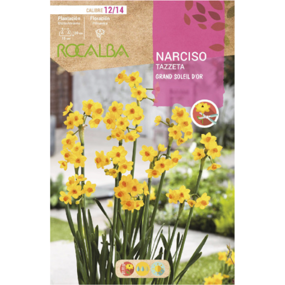 S.BOLBO RO.GAVETA 60 NARCISOS TAZZETA GRAND SOLEIL DOR-BUNZ0855