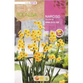 S.BOLBO RO.GAVETA 60 NARCISOS TAZZETA GRAND SOLEIL DOR-BUNZ0855