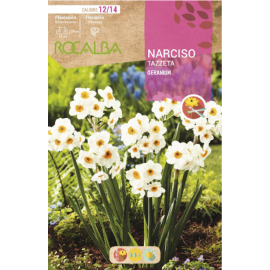 S.BOLBO RO.GAVETA NARCISOS TZ GERANIUM   -BUNZ0860