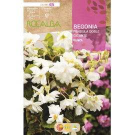 S.BOLBO RO.GAVETA BEGONIA PEND. GIGANTE - BRANCO BUPG2780