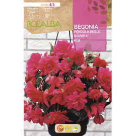 S.BOLBO RO.GAVETA BEGONIA PEND. GIGANTE - ROSA BUPG2785