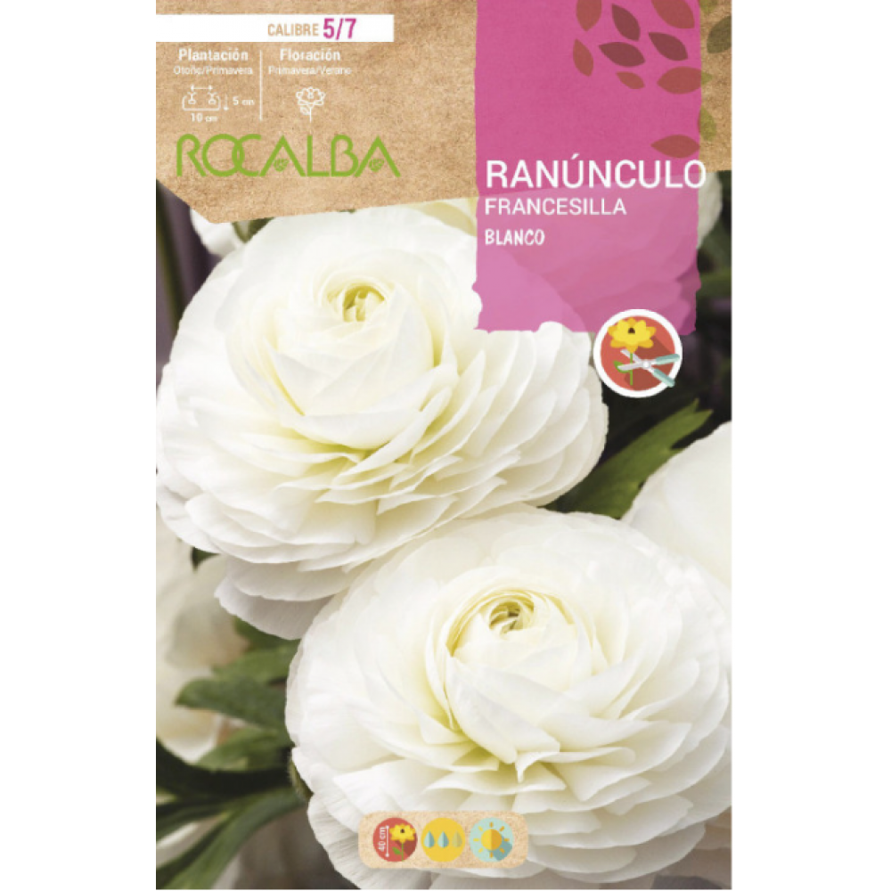 S.BOLBO RO.GAVETA 200 RANUNCULO FRANCESILLA BRANCO-BURF1210