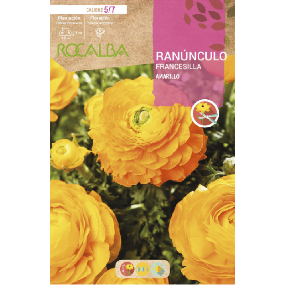 S.BOLBO RO.GAVETA 200 RANUNCULO FRANCESILLA AMARELO -BURF1220