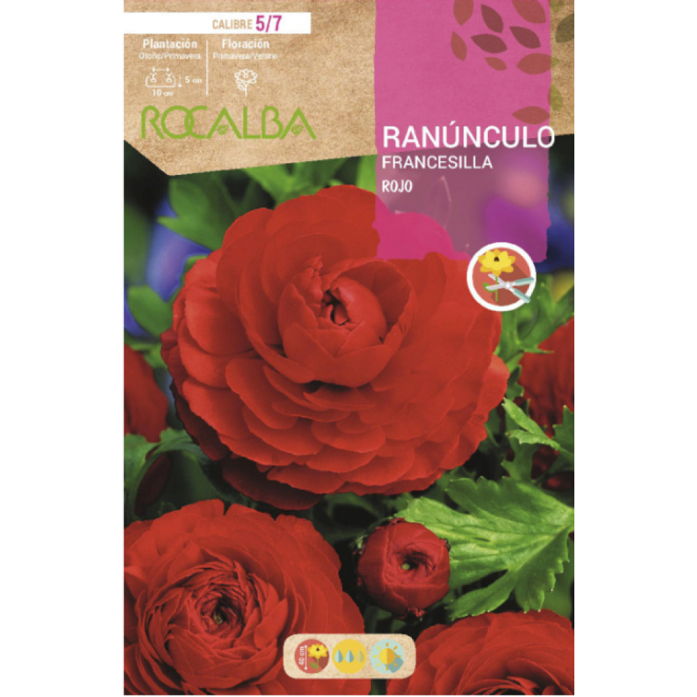 S.BOLBO RO.GAVETA 200 RANUNCULO FRANCESILLA VERMELHO-BURF1225