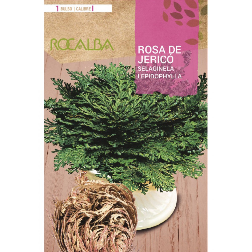 S.BOLBO RO.GAVETA 25 ROSA DE JERICO SELAGINELA LEPIDOPHYLLA -BURJ1665