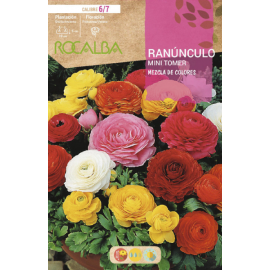 S.BOLBO RO.GAVETA 200 RANUNCULOS MINI TORNER MISTURA DE CORES-BURM1275