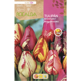 S.BOLBO RO.GAVETA 100 TULIPAS REMBRANDT  MISTURA DE CORES -BUTB0520