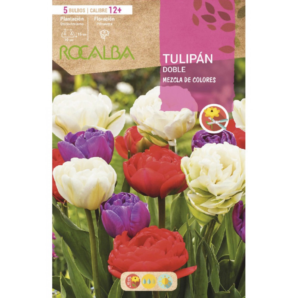 S.BOLBO RO.GAVETA 100 TULIPAS DOBRADAS MISTURA DE CORES -BUTD0330