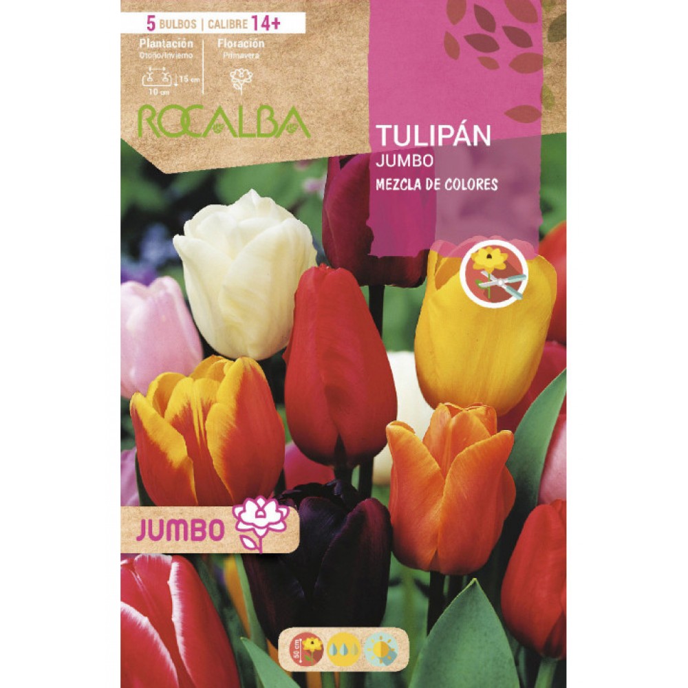S.BOLBO RO.GAVETA 80 TULIPAS JUMBO MISTURA DE CORES -BUTJ0280