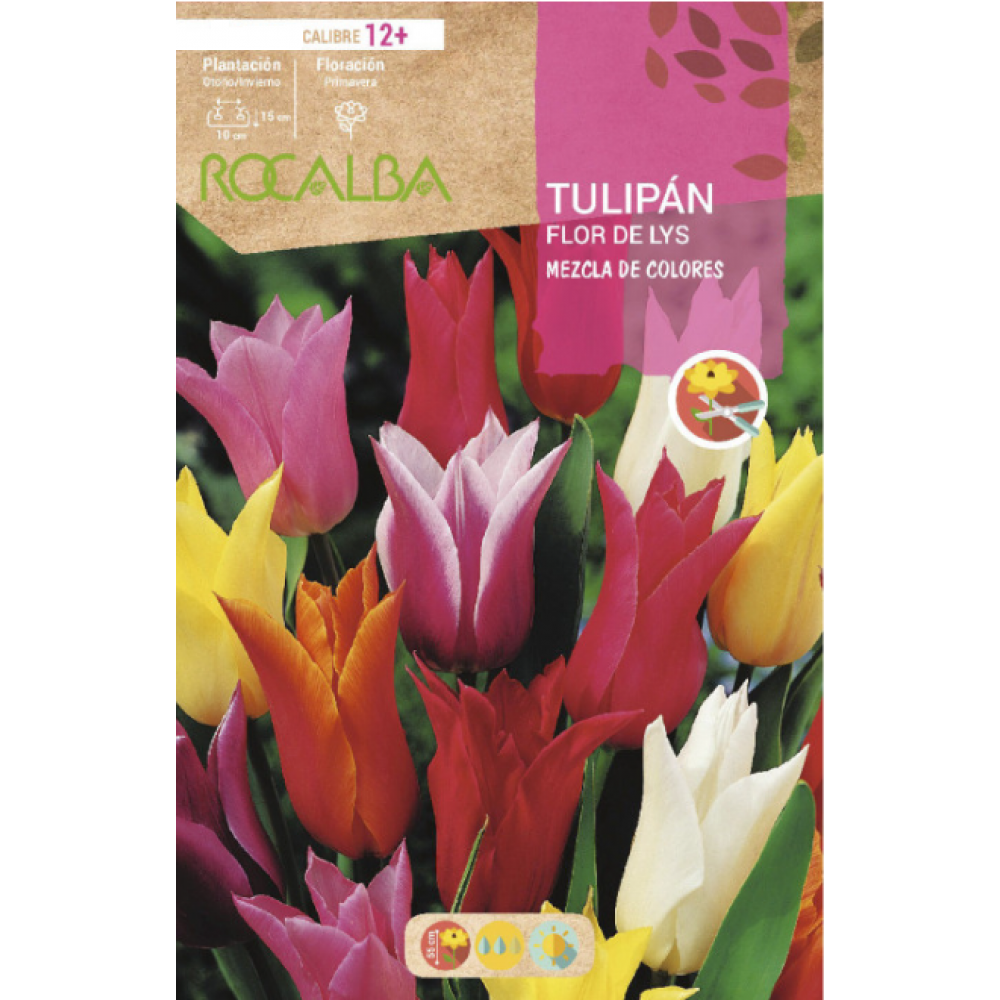 S.BOLBO RO.GAVETA 100 TULIPA FLOR DE LYS MISTURA MISTURA DE CORES -BUTF0380