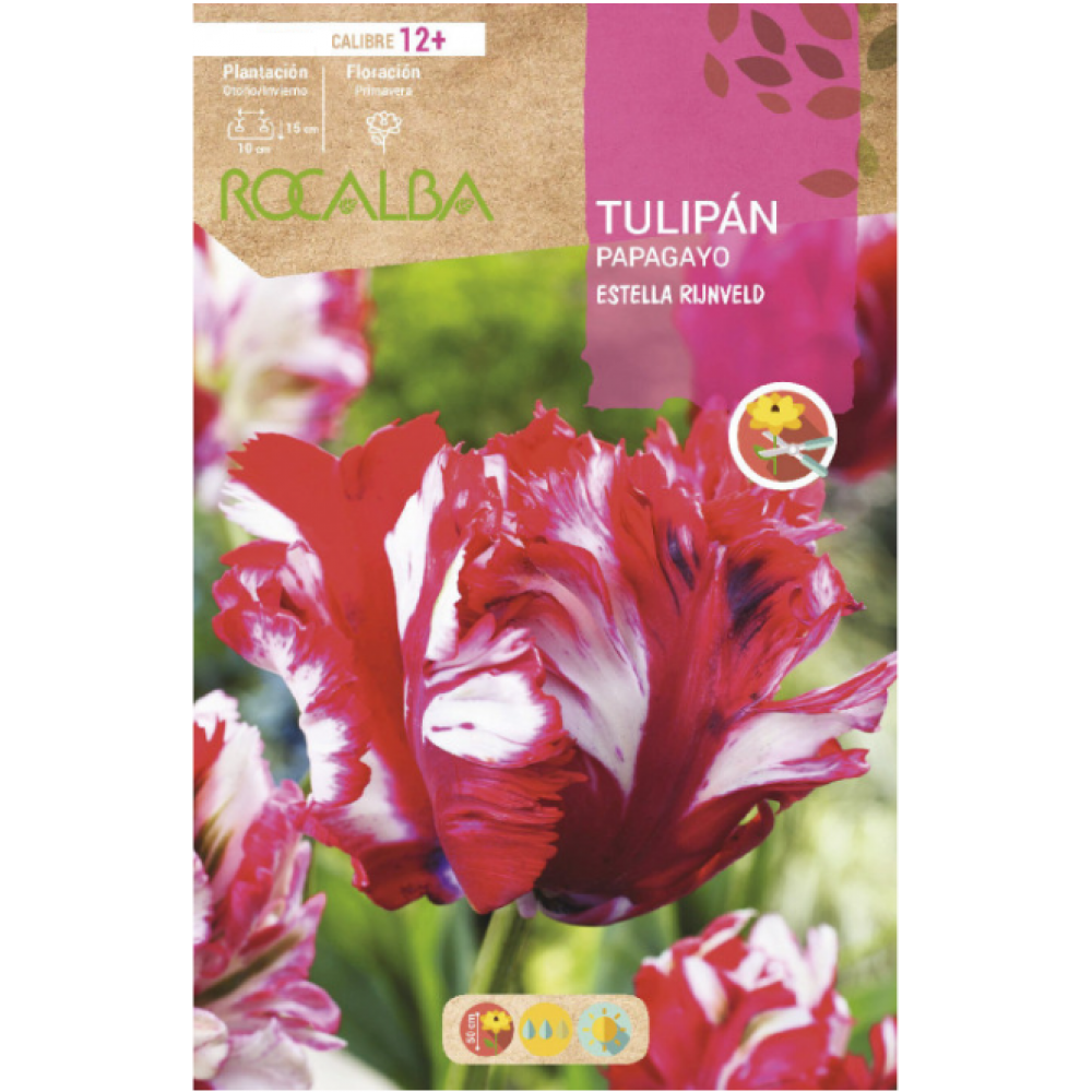 S.BOLBO RO.GAVETA 100 TULIPAS PAPAGAIO ESTELLA RIJNVELD -BUTG0455