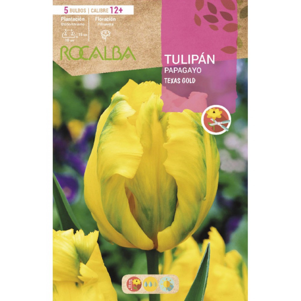 S.BOLBO RO.GAVETA 100 TULIPAS PAPAGIO TEXAS GOLD-BUTG0460