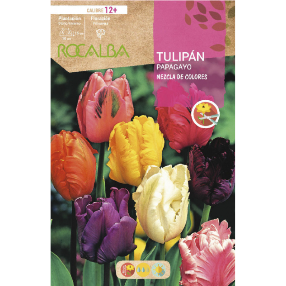 S.BOLBO RO.GAVETA 100 TULIPAS PAPAGAIO MISTURA DE CORES -BUTG0480