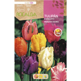 S.BOLBO RO.GAVETA 100 TULIPAS PAPAGAIO MISTURA DE CORES -BUTG0480