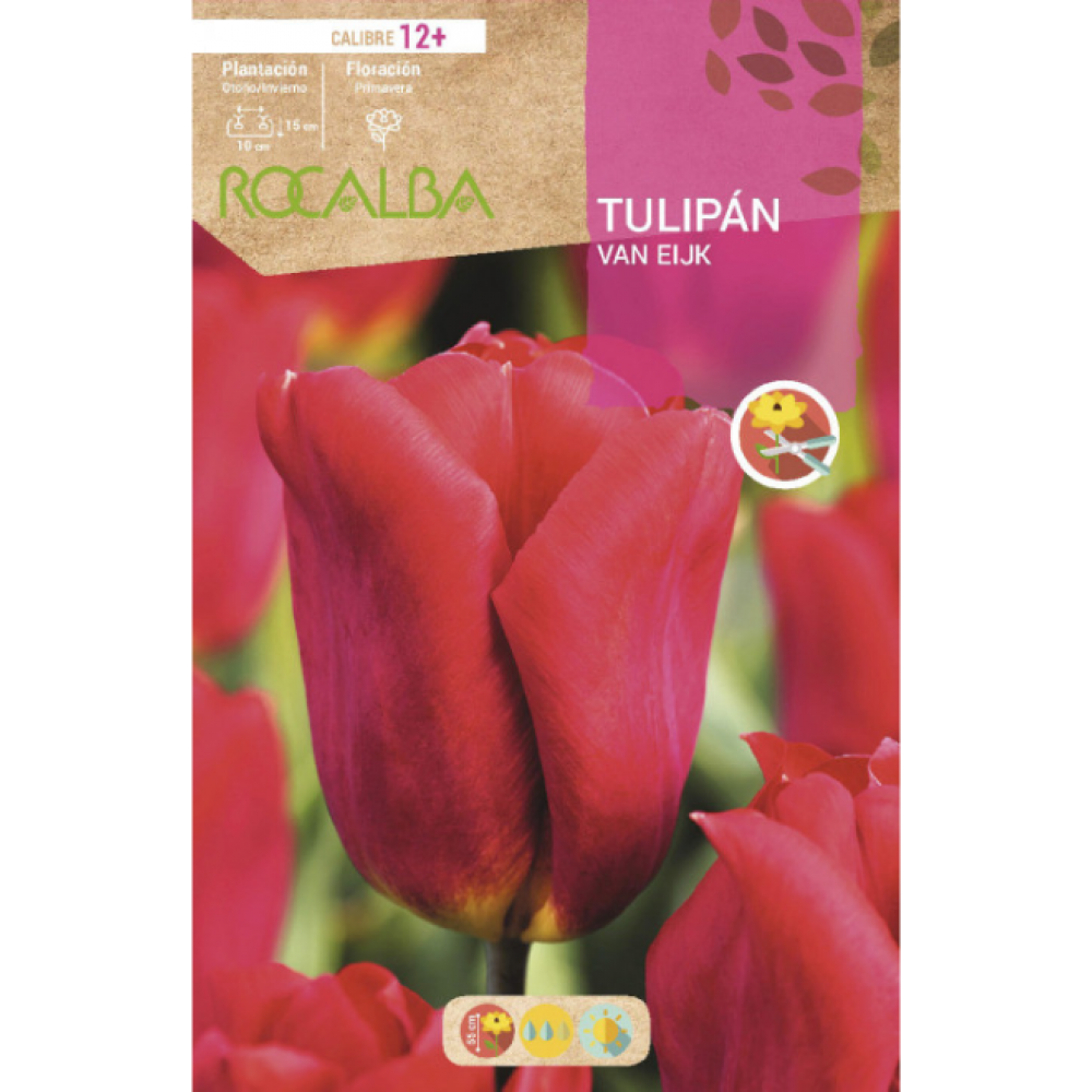 S.BOLBO RO.GAVETA 100 TULIPA VAN EIJK-BUTN0105