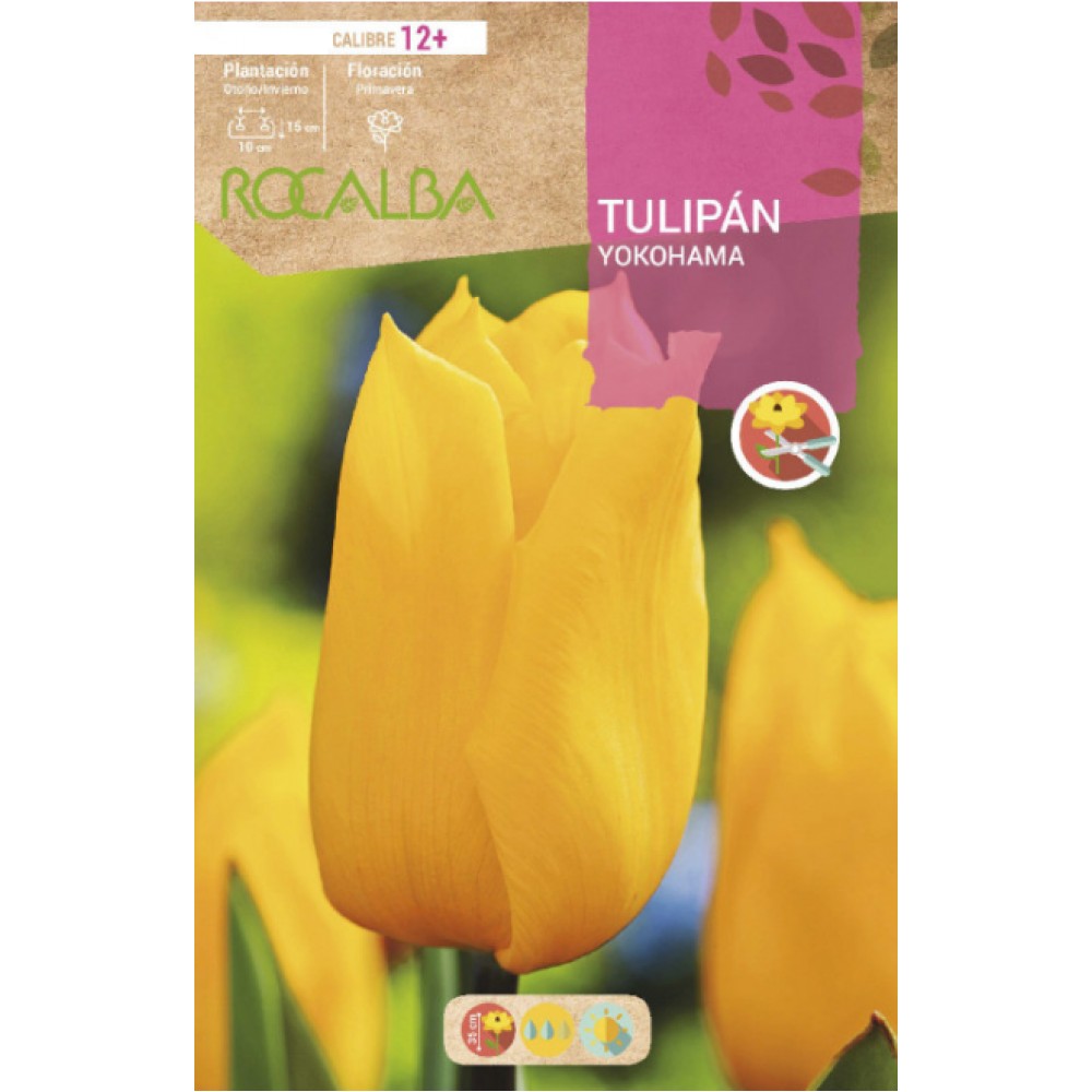 S.BOLBO RO.GAVETA 100 TULIPA YOKOHAMA-BUTN0115