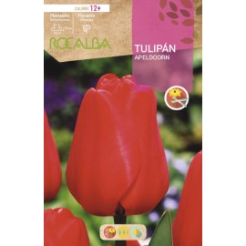 S.BOLBO RO.GAVETA 100 TULIPA APELDOORN-BUTN0120