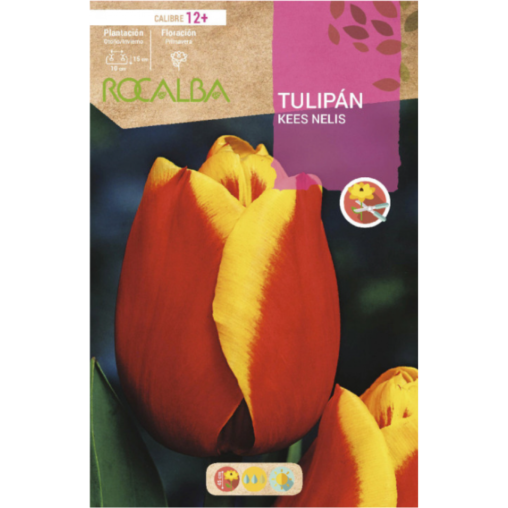 S.BOLBO RO.GAVETA 100 TULIPA KEES NELIS-BUTN0145