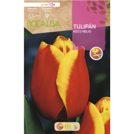 S.BOLBO RO.GAVETA 100 TULIPA KEES NELIS-BUTN0145