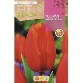 S.BOLBO RO.GAVETA 100 TULIPA ORANGE CASSINI-BUTN0160