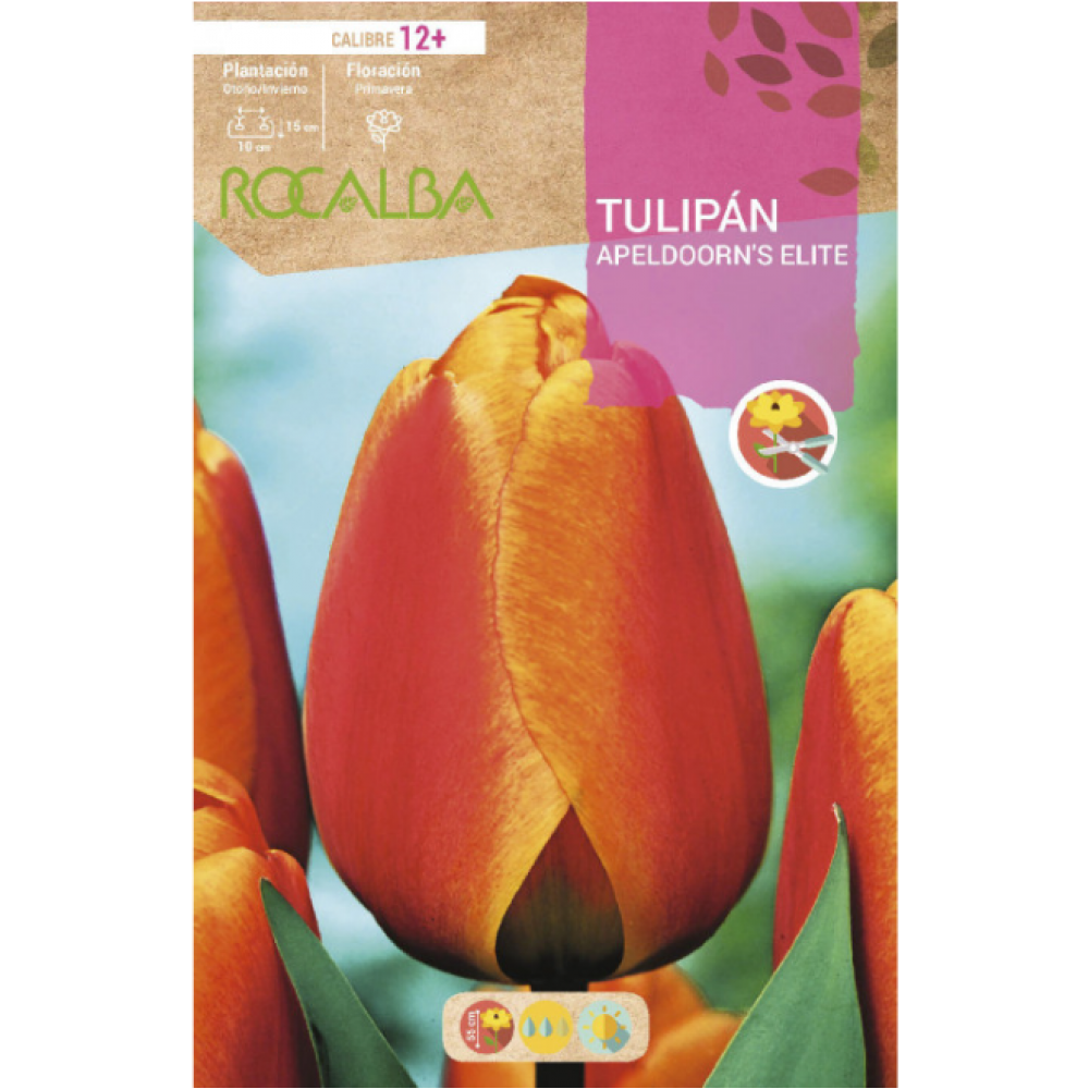 S.BOLBO RO.GAVETA 100 TULIPA APELDOORNS ELITE-BUTN0185