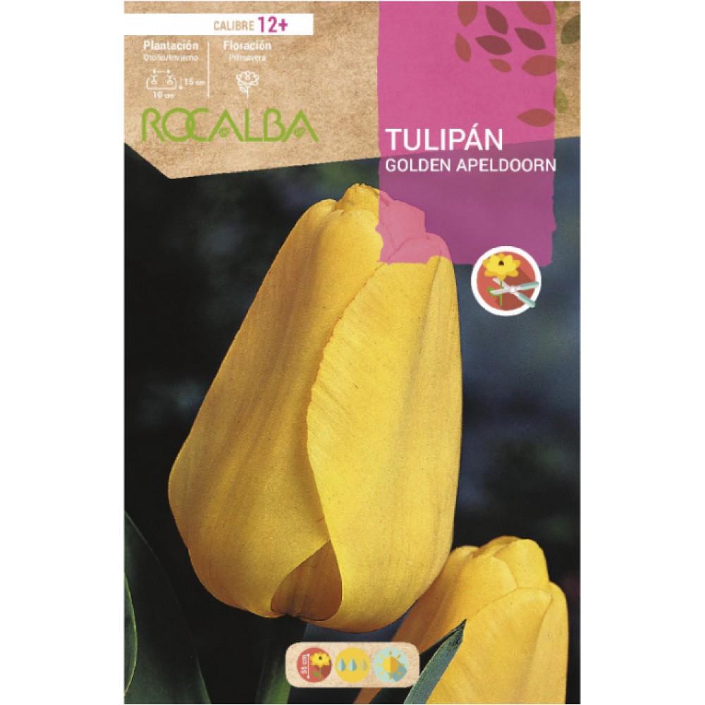 S.BOLBO RO.GAVETA 100 TULIPA GOLDEN APELDOORN-BUTN0195