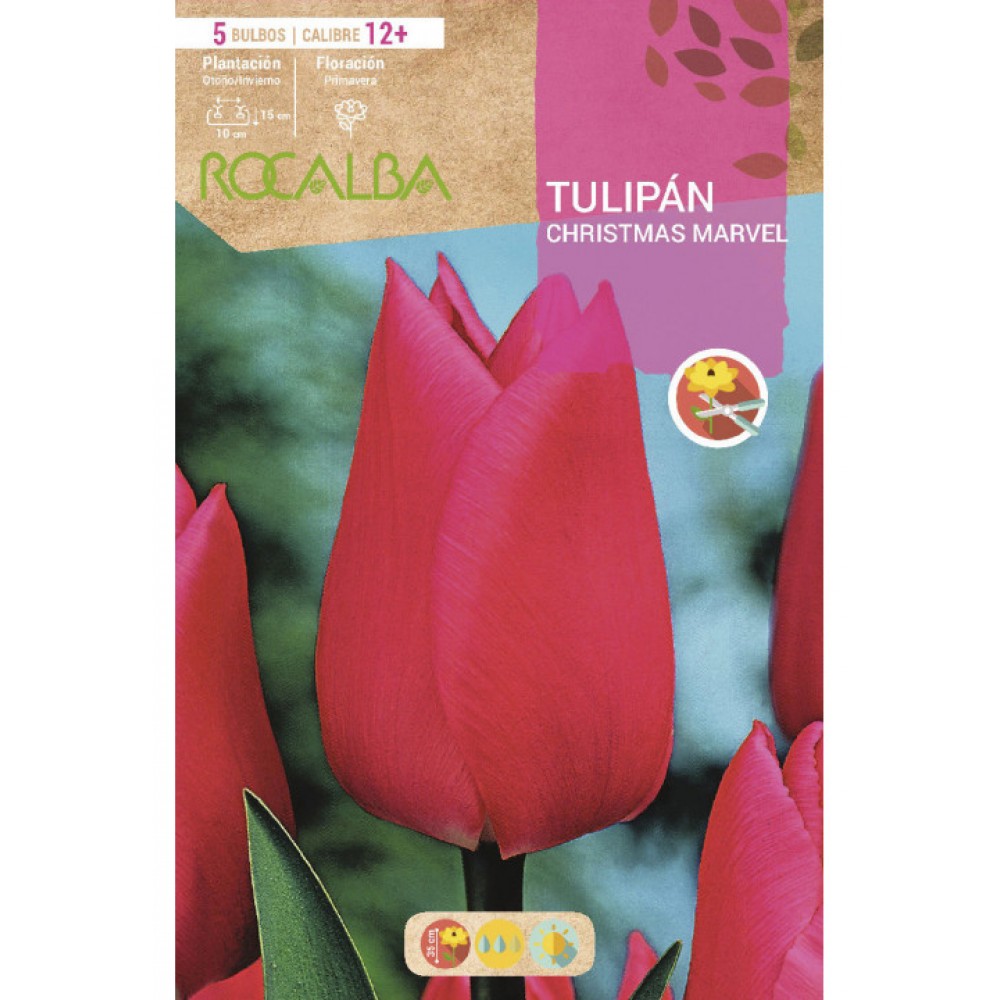 S.BOLBO RO.GAVETA 100 TULIPACHRISTMAS MARVEL-BUTN0205