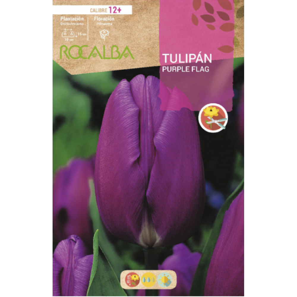 S.BOLBO RO.GAVETA 100 TULIPA PURPLE FLAG-BUTN0215